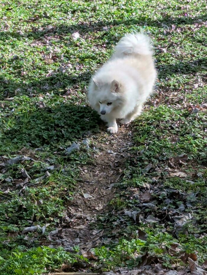"This Patch Of The Lawn That My Dog Has Been Walking In For The Past 6 Years Almost Every Day"