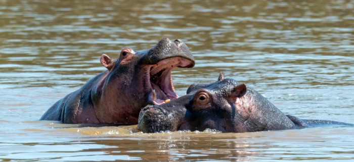 8. Hippos: ~500