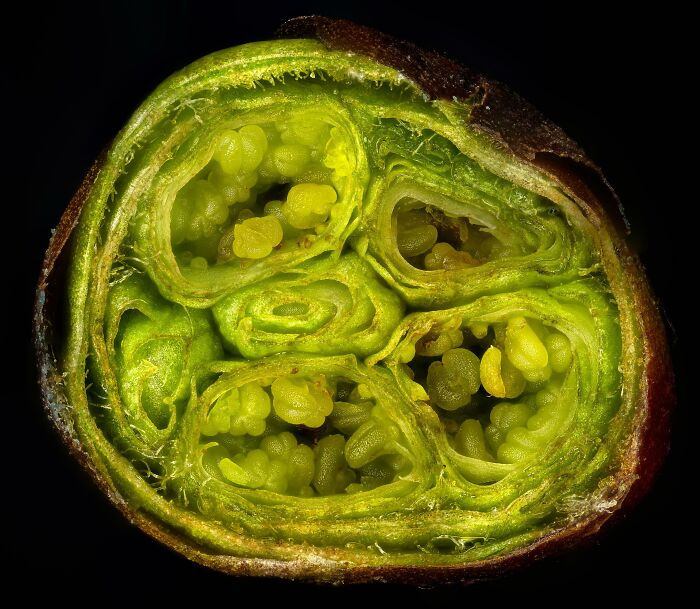 "Bud Cut From A Cherry Tree"