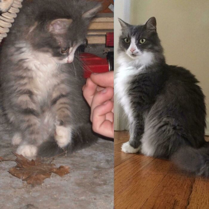 "Found Her 9 Years Ago In An Empty Parking Lot In The Middle Of The Night Meowing For Food"