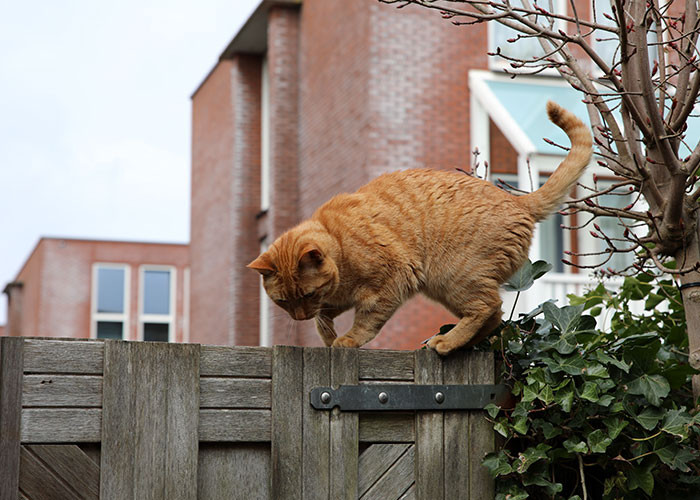 2. The truth about the cat's death