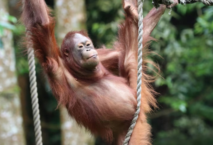6. Orangutans