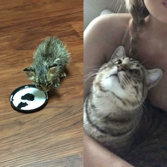 "Found Him Under A House Covered In Fleas, Malnourished, Without A Mom. One Year Later He's A Happy Healthy Little Guy"