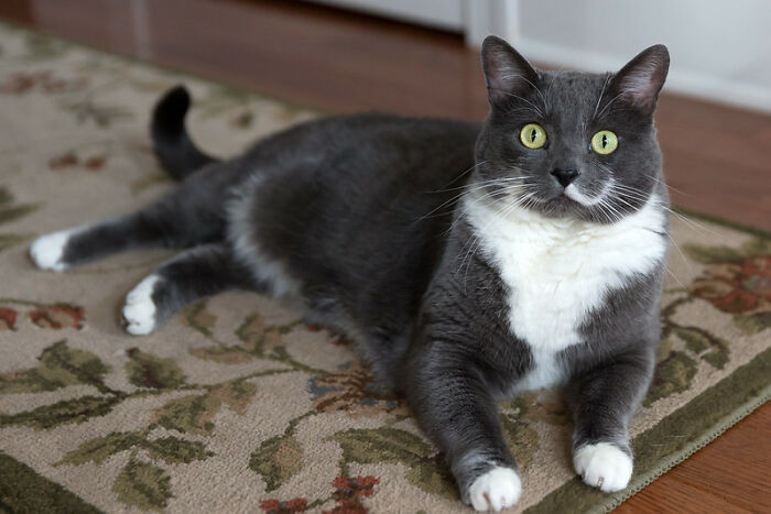 Pet owner needs to properly train her a-hole cat.