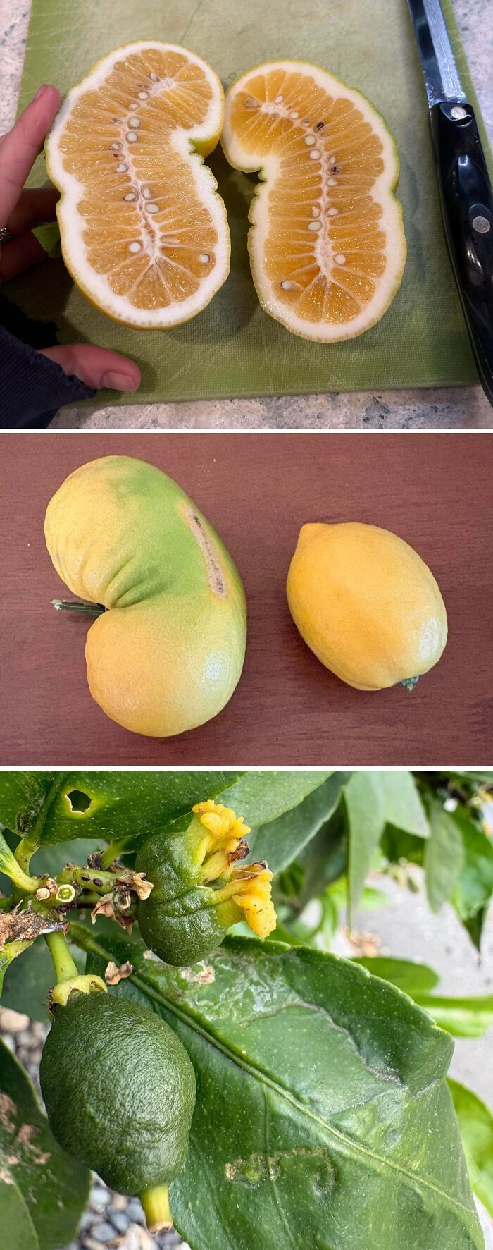 "Behold! Lemononon… Cross Sectioned"