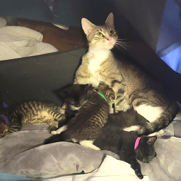 Swiftie and her babies were reunited after she managed to escape and find safety in the West Village, NY.