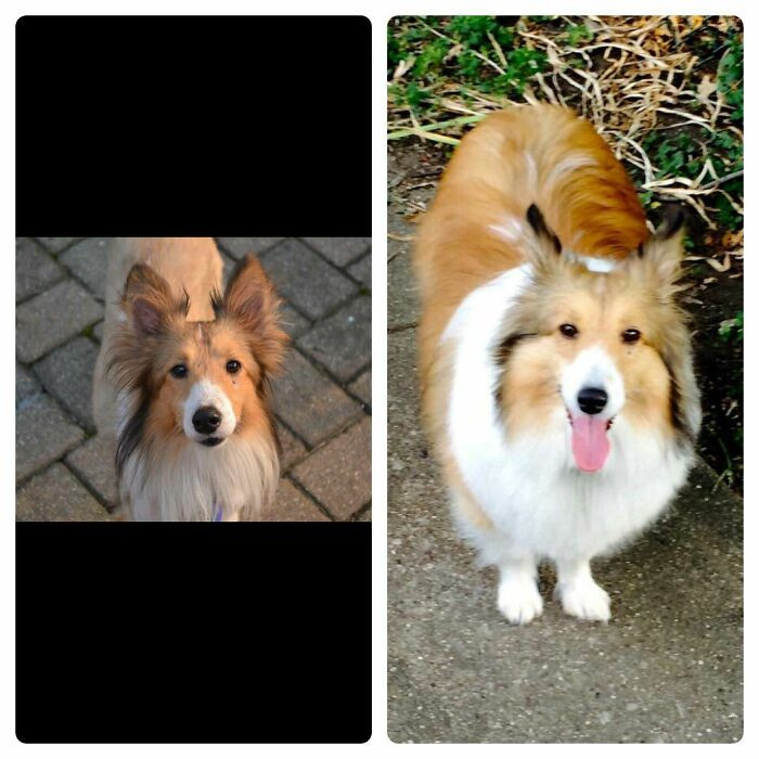"Spent 2 Years In A Garage With 30 Other Dogs. Never Saw The Sun, Coat So Matted We Had To Shave Him. Now Camden Chases Bugs And Barks At The Mailman"