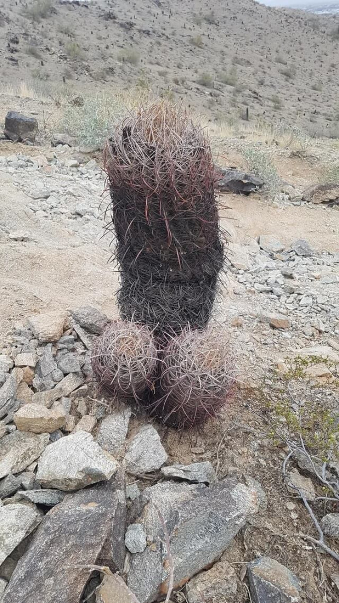 21. Nature is full of wonder, and this is just one of its abundances