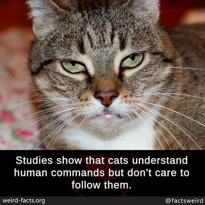 49. Cats know what we want; they just don't care to do anything about it