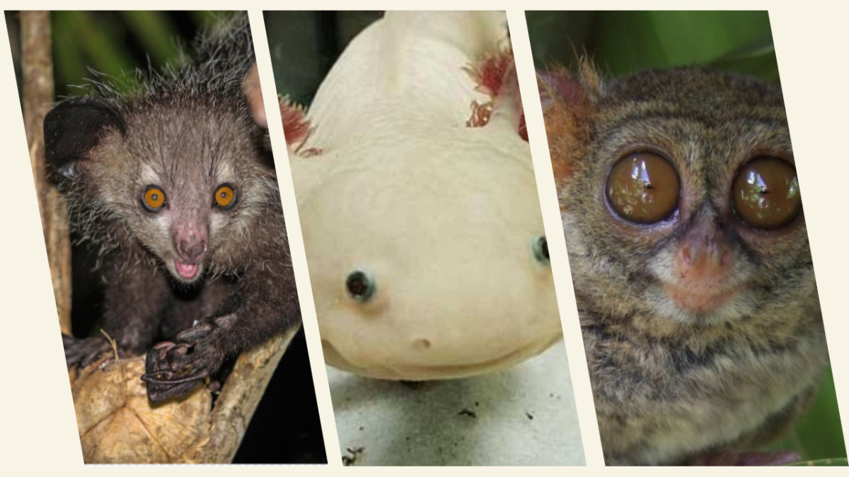 Weird Animals: The Strangest Creatures Still Alive Today
