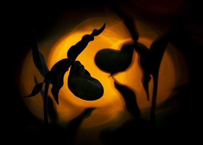 Plants, 3rd Place: In The Embrace Of Shadows By Tibor Litauszki