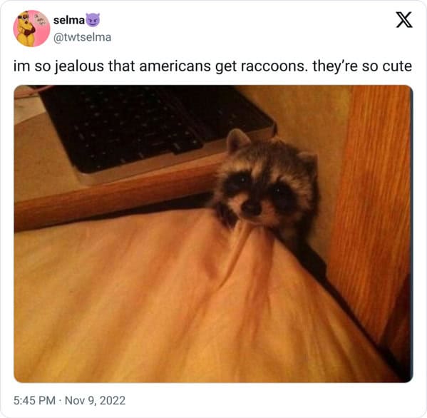 11. They get raccoons