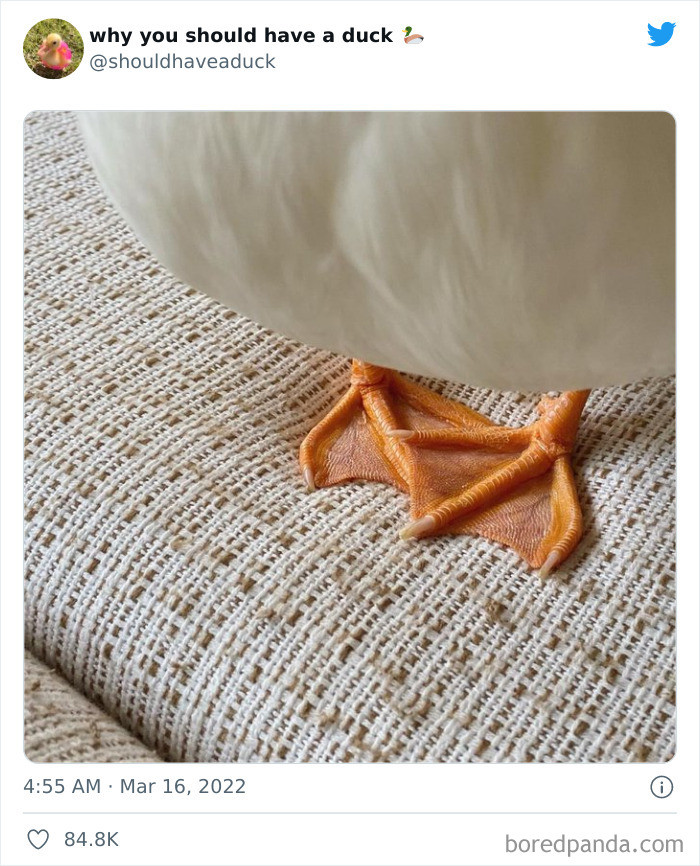 23. This duck is definitely a shy type