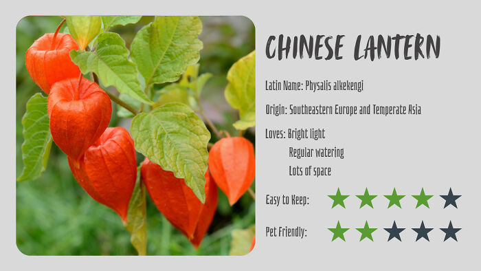 Chinese Lantern (Physalis Alkekengi)