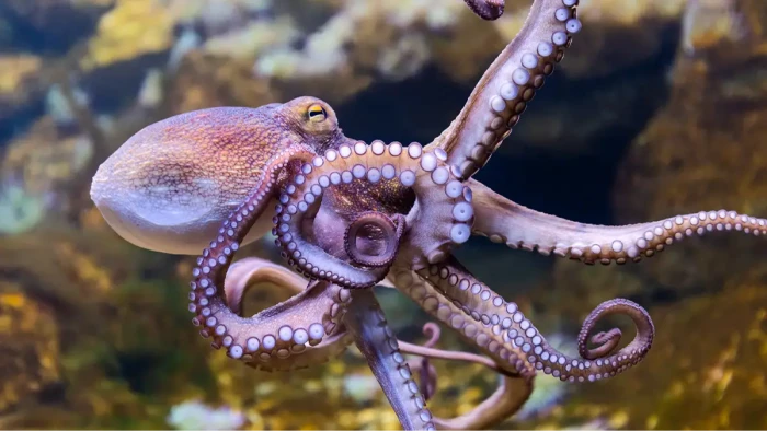Octopus interacts curiously after MDMA treatment, showing altered social behaviors