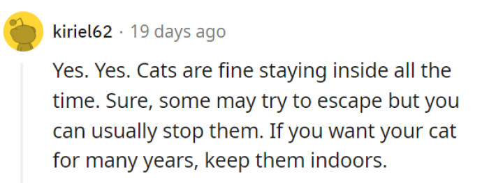 Keeping a cat indoors is like offering them a lifetime of luxury with a side of controlled mischief.
