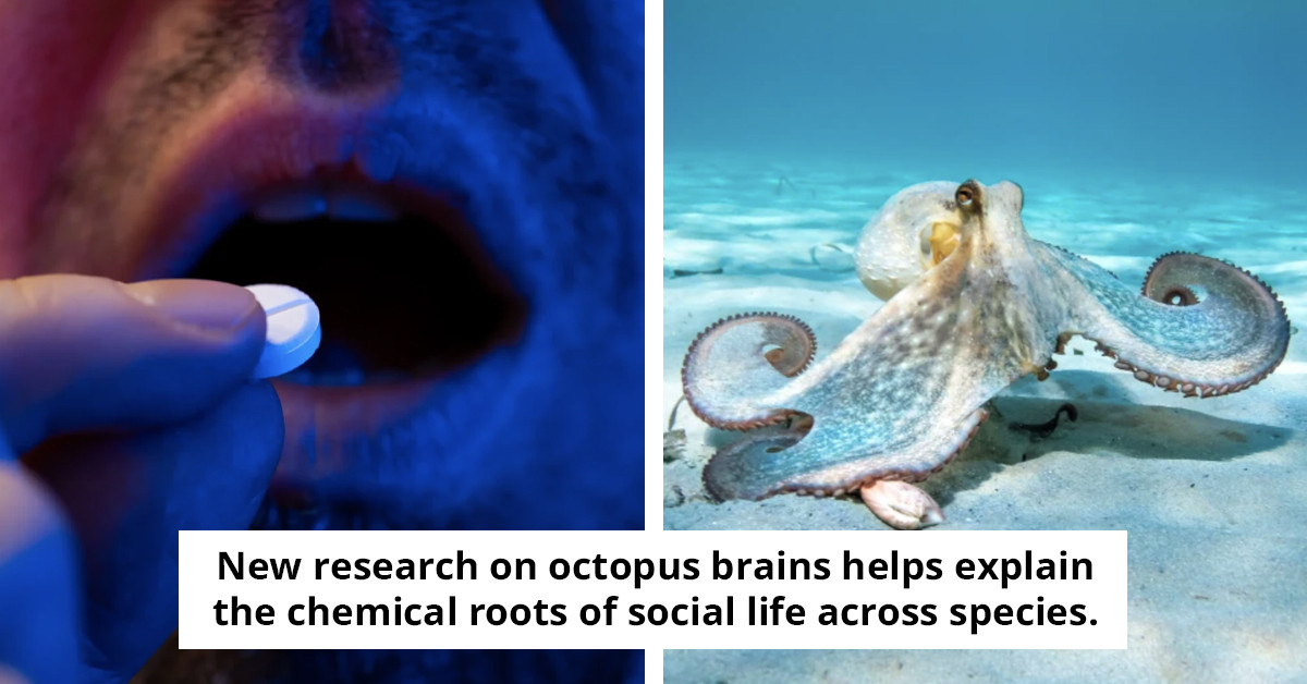 Researcher Administers MDMA to Octopus, Unveiling Astonishing Findings