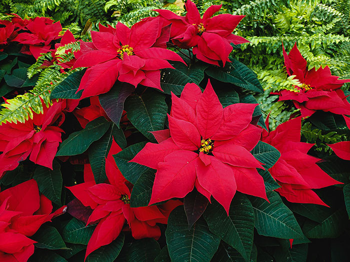 Native to Mexico, poinsettias were brought to the United States in 1825 by Joel Poinsett, the first U.S. minister to Mexico.