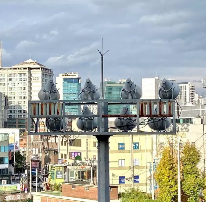 34. I thought 8 pigeons were staring at me menacingly