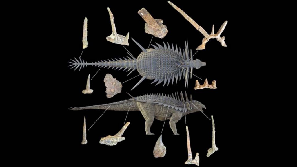 A dinosaur with metre-long spikes was found to be armored from head to tail.