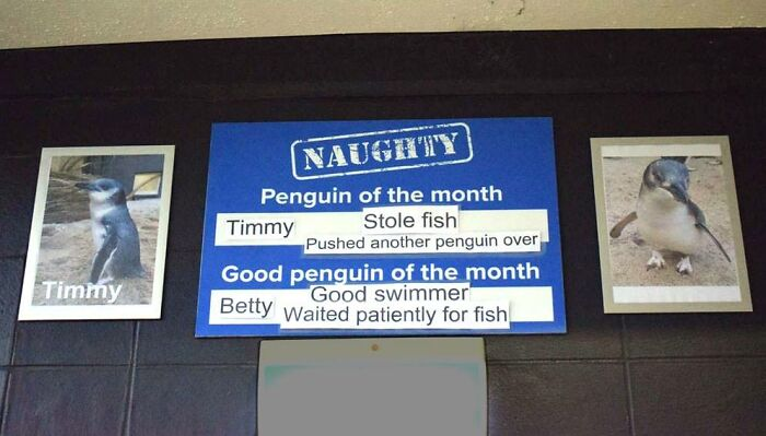 19. Penguin of the month