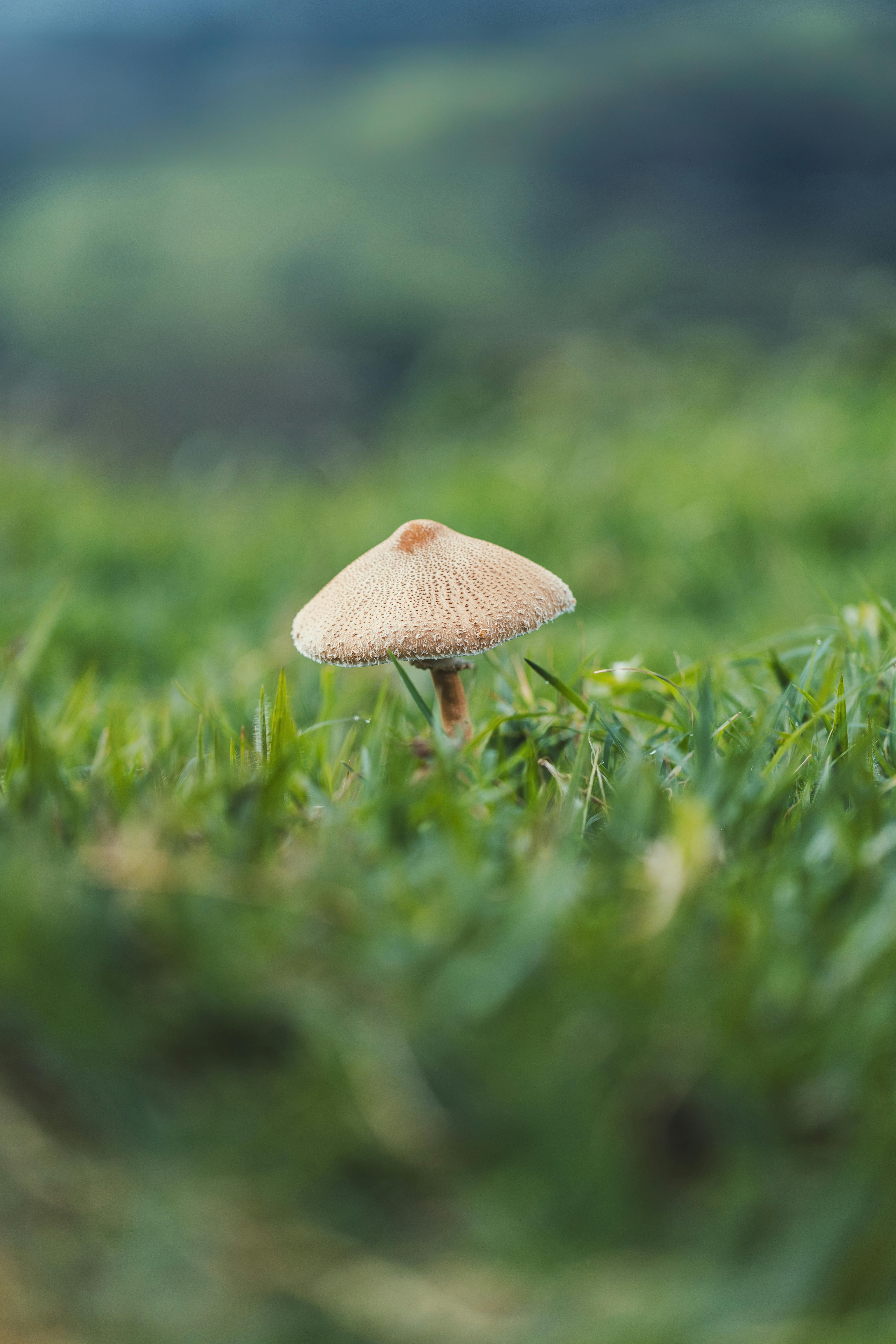 Death cap mushrooms contain lethal toxins that can silently cause organ failure and death, even in tiny amounts.