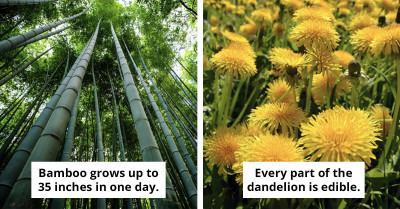 Unexpected Plant Facts That Show How Strange And Clever Nature Can Be
