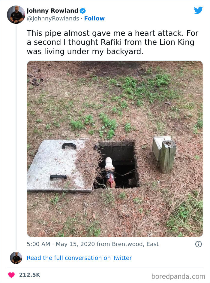 4. Rafiki in a backyard