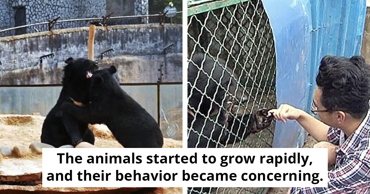 Man Adopts And Raises Two Adorable 'Puppies,' Only To Discover They're Not Puppies After All