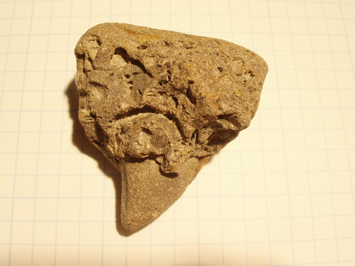 Fossil of an ancient creature