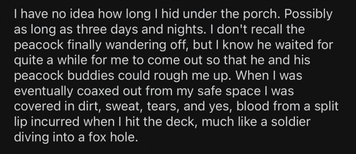 OP stayed hidden until the peacocks were finally gone.