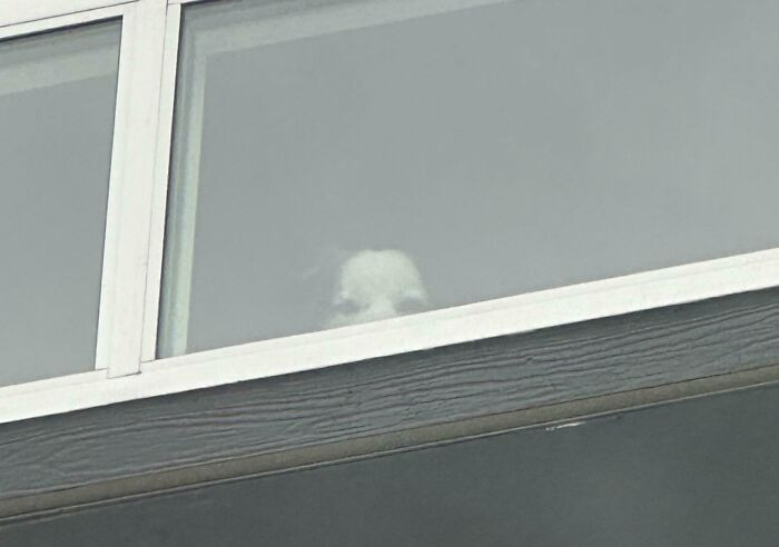 'My Dog Looks Like A Paranormal Creature'