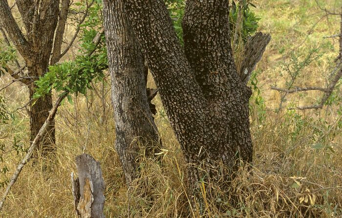 21. The Camouflage Of This Leopard