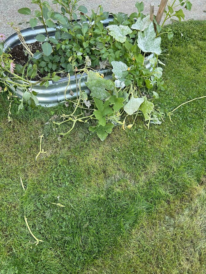 "My Husband Mowed Over My Pumpkins"