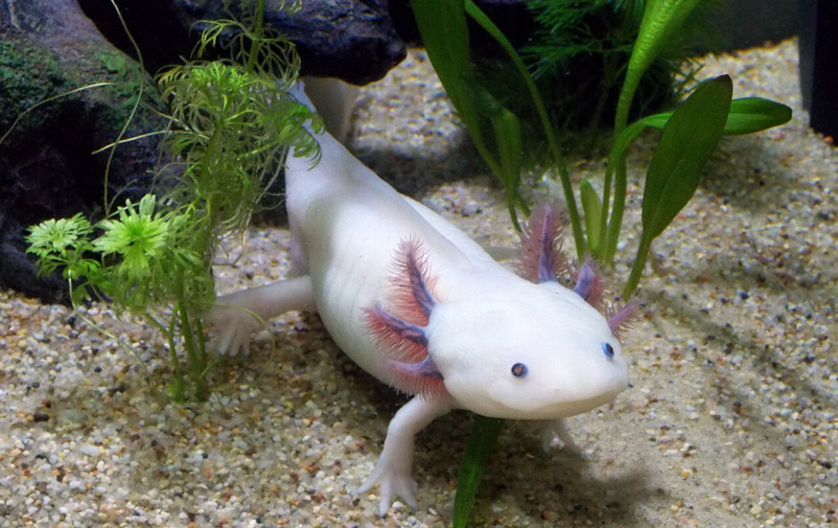 Fun Facts About Axolotls: The Animal That Regrows Its Own Brain