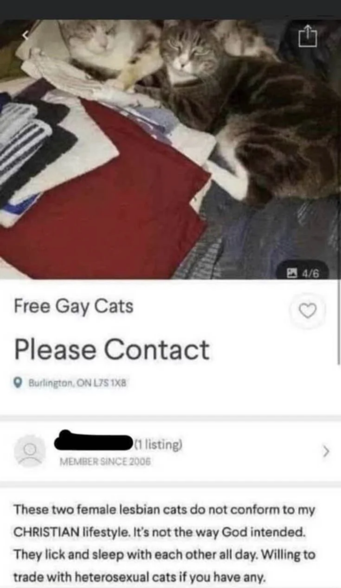 Who needs a gay cat? Step right up!