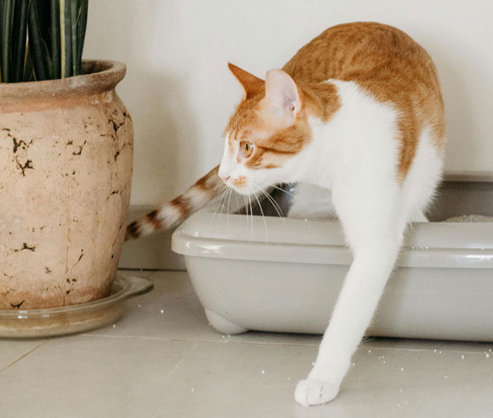 45. Switching out cat litter.