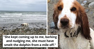 Baby Dolphin Gets Stranded On The Seashore But A Dog, Leia, Comes Along And Saves It’s Life