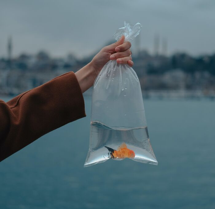 33. Goldfish In A Glass Bowl (Rome, Italy)