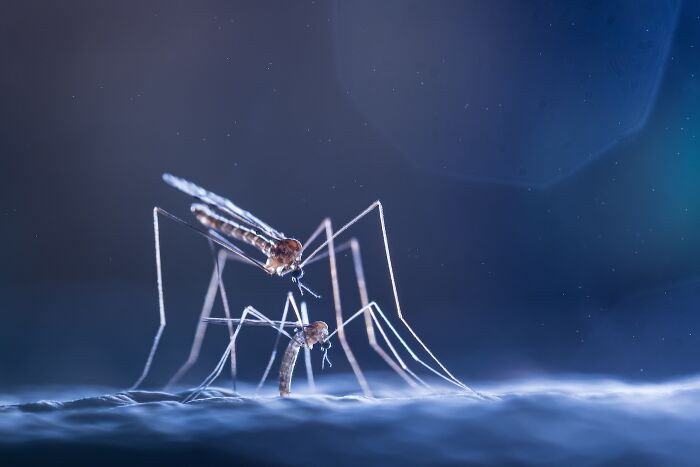 Insects, 2nd Place: Love Under The Stars By Valeria Zvereva