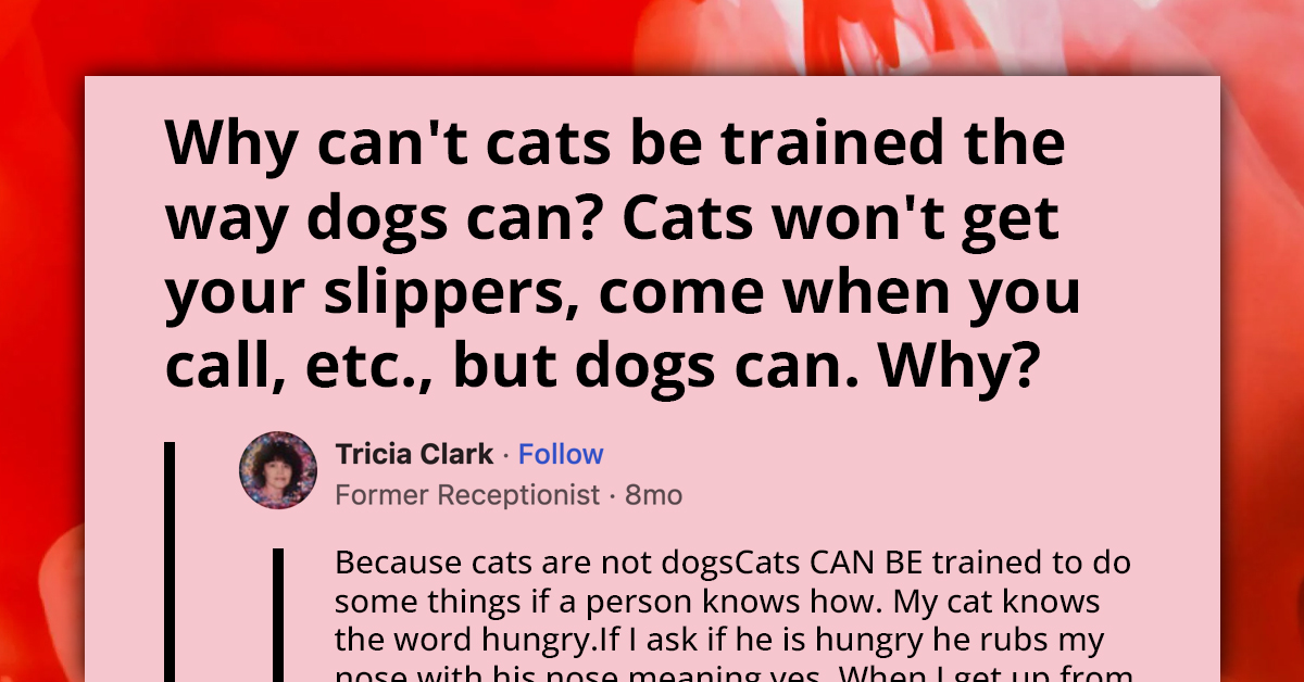 Netizens Debate Why It’s Very Difficult for Cats to Adopt Dog-Style Discipline