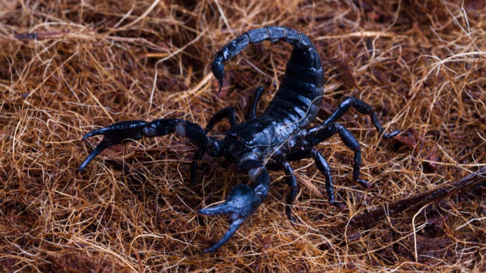 9. Scorpions: ~2,600