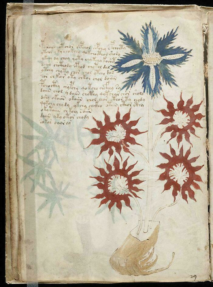 "A Page From The Voynich Manuscript Written Sometime In The 1400s. The Book Has Unknown Plants And Is Written In A Language That Has Yet To Be Deciphered"