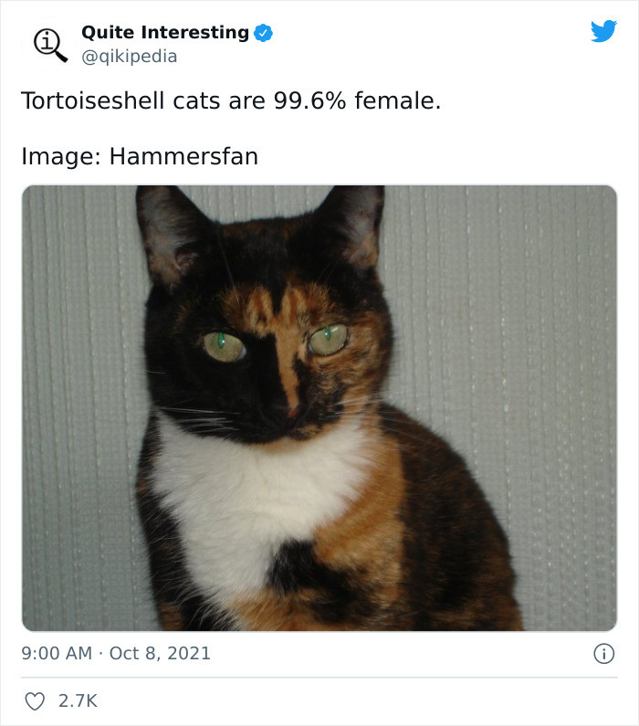 21. About tortoiseshell cats