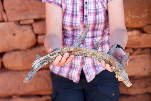 Spicomellus afer revealed as one of the strangest dinosaurs ever discovered.