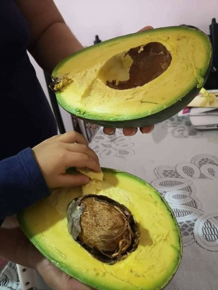 "Giant Yucatán Butter Avocado"