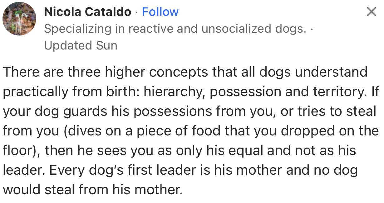 This User Explained That from Birth, Dogs Understand the Concept of Hierarchy, Possession, and Territory