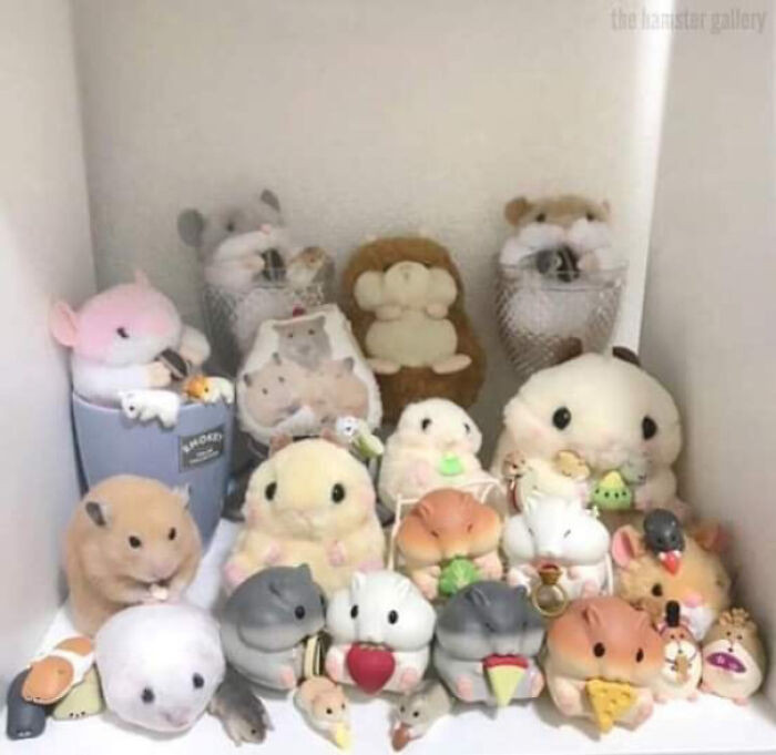 11. Find the real hamster