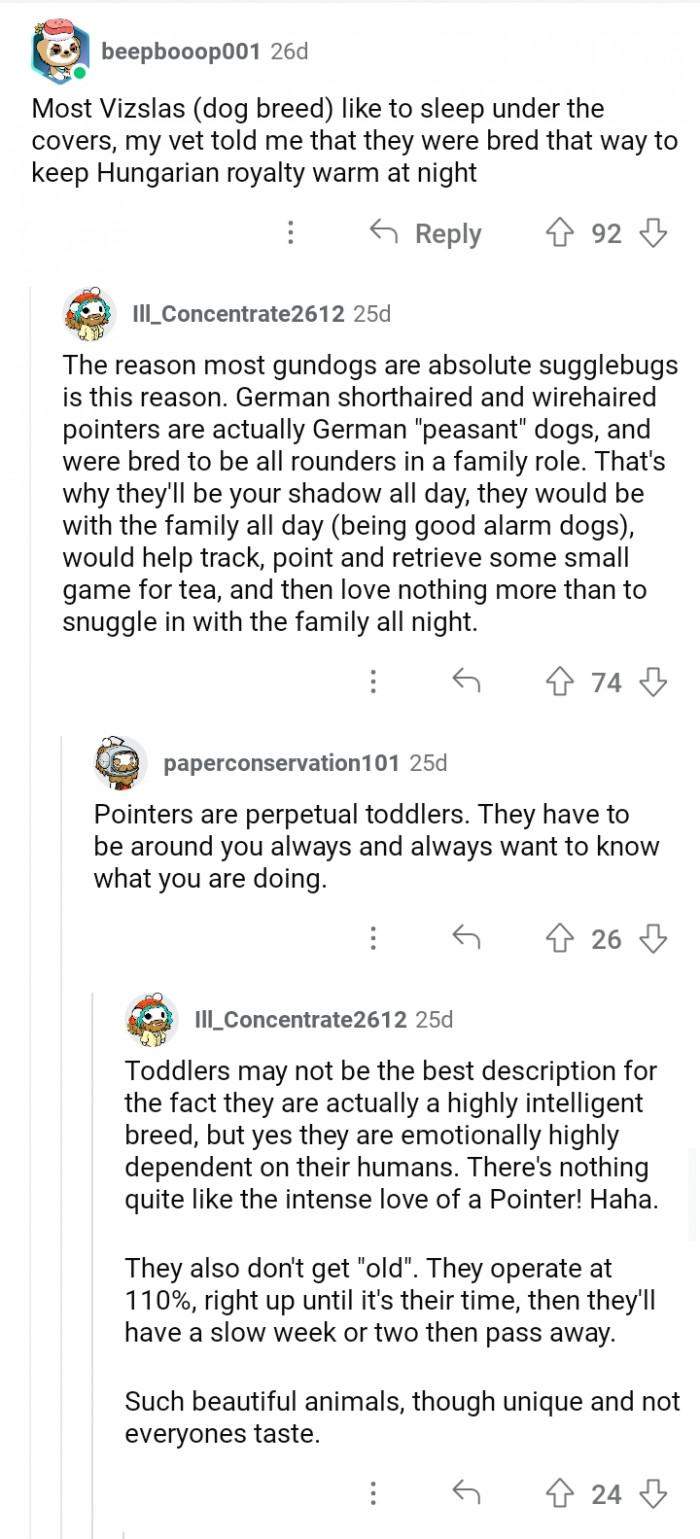 8. Another breed of dog that was purposefully bred to provide warmth.