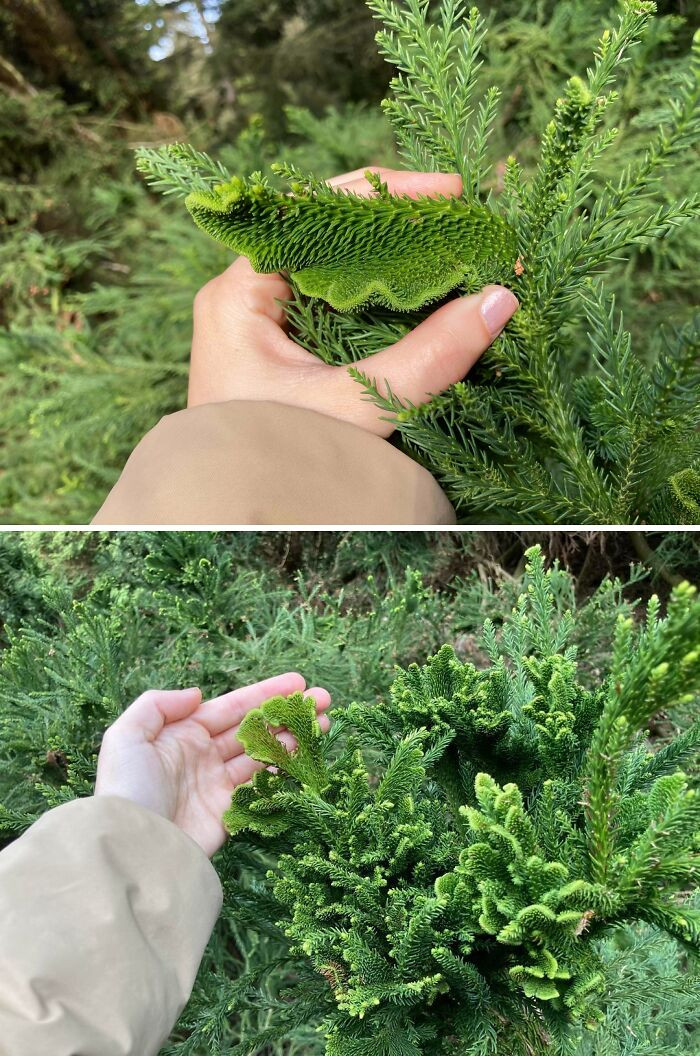"Is This Fasciation? The Whole Tree Was Like This"